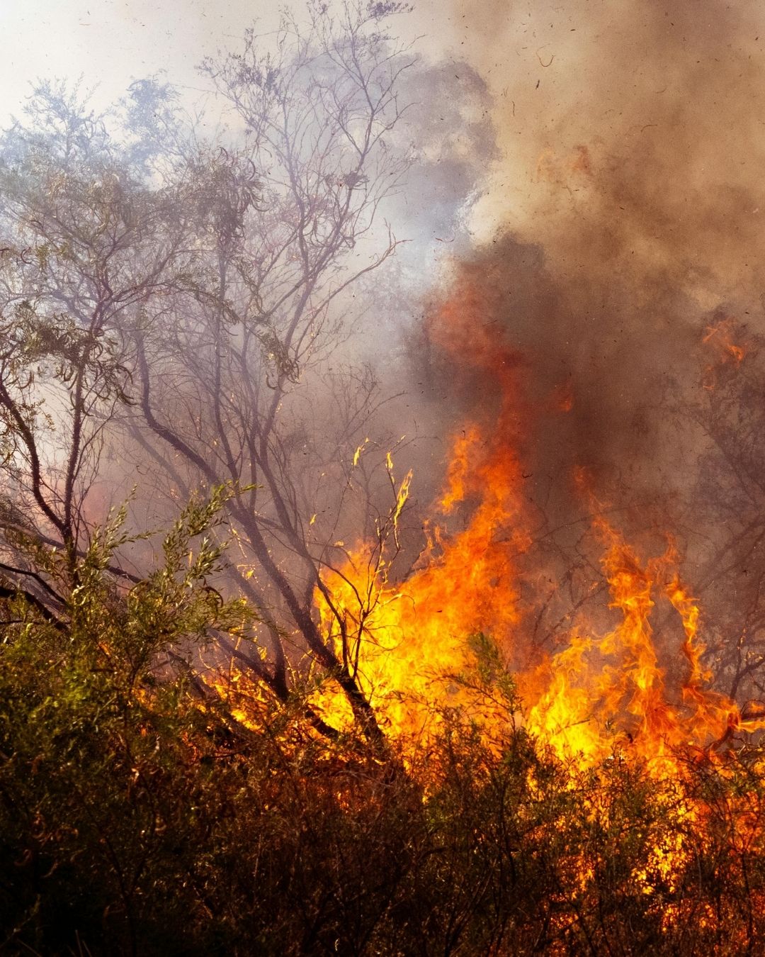 Bushfire Preparation and Management for Small Farms